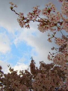 �T�N���Ɨ[�ׂ̋�