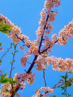 4�{�̎}�ɕ����ꂽ������