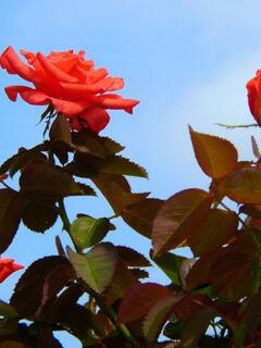 �o���̂悤�Ȑ^���Ԃȉ�