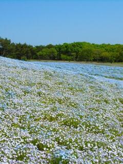 �݂͂炵�̋u�̃l���t�B��