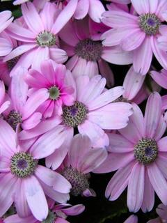 �����̑����̉�