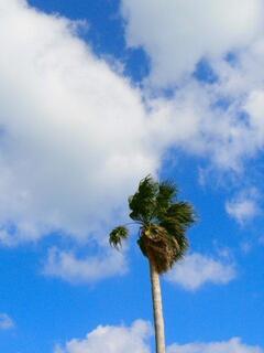 ���V�̂悤�Ȗ؂Ƌ�