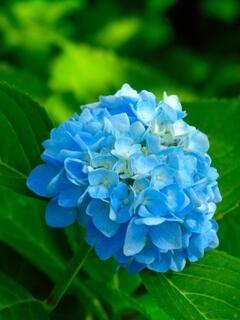 �A�W�T�C�̂悤�ȉ�