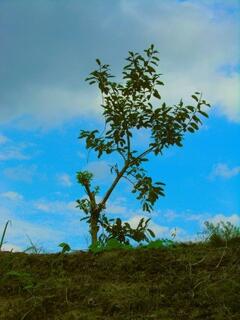 �u�̏�̎��