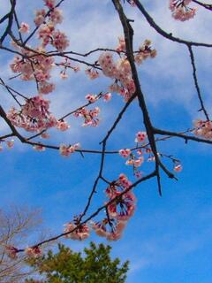 ��яo�����}�̂�����Ɛ�