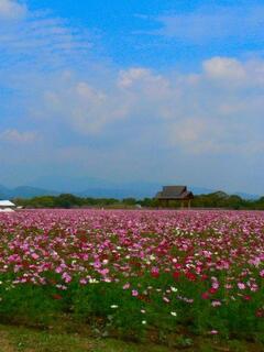 ��ƃR�X���X��