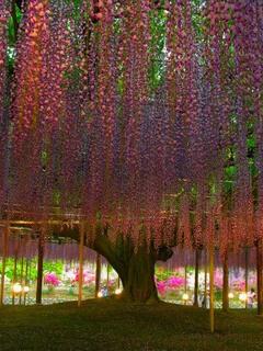 ��c�̋�ړ�(�k��)